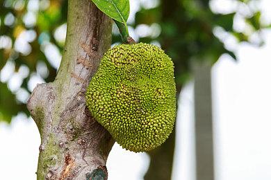 《史莱姆的大野望》Switch版预购开启 像素战旗新游